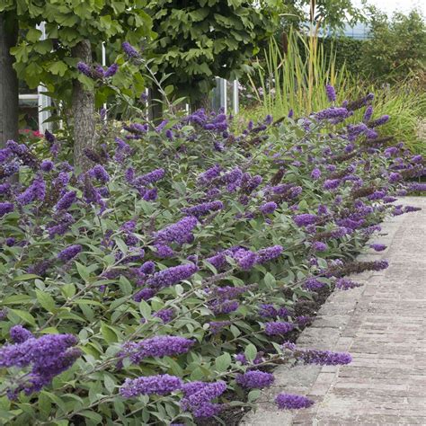 buddleia lo and behold|buddleia x blue chip bush.